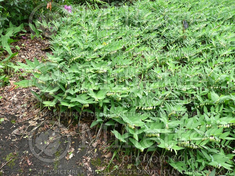 Polygonatum multiflorum (Solomon's Seal) 7 