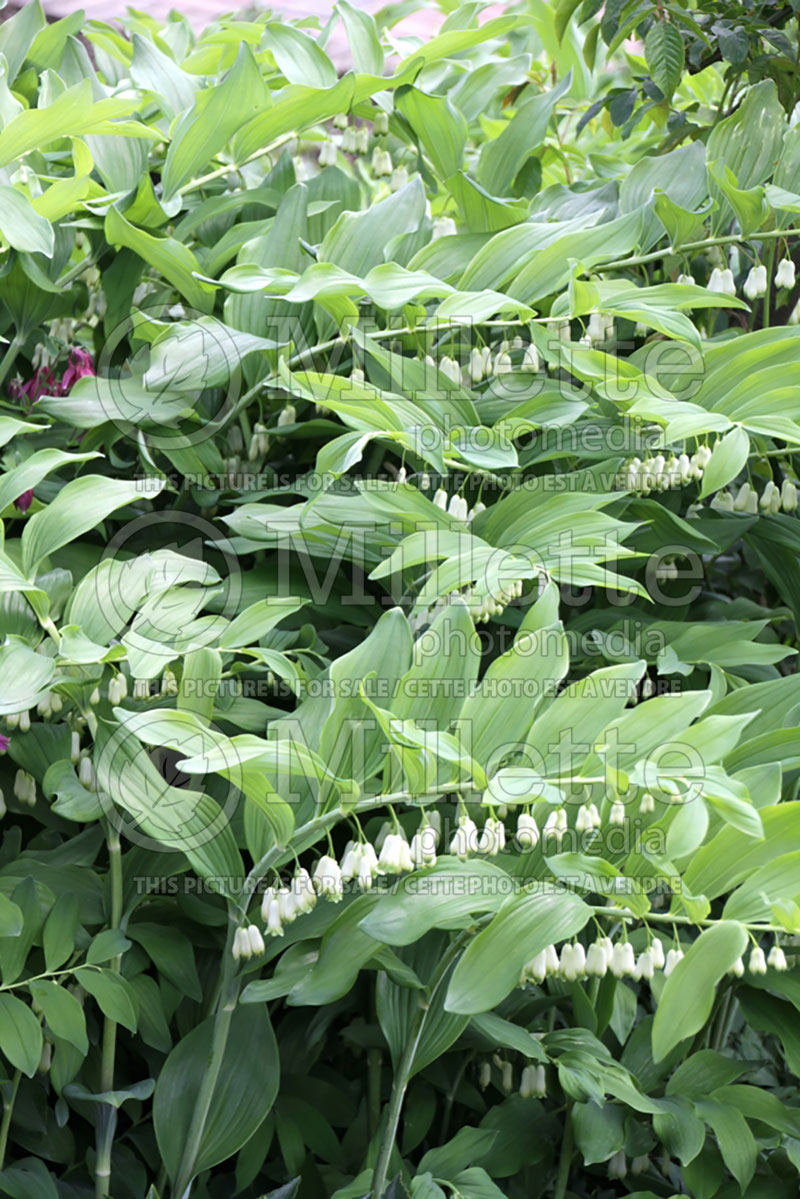 Polygonatum multiflorum (Solomon's Seal) 6 