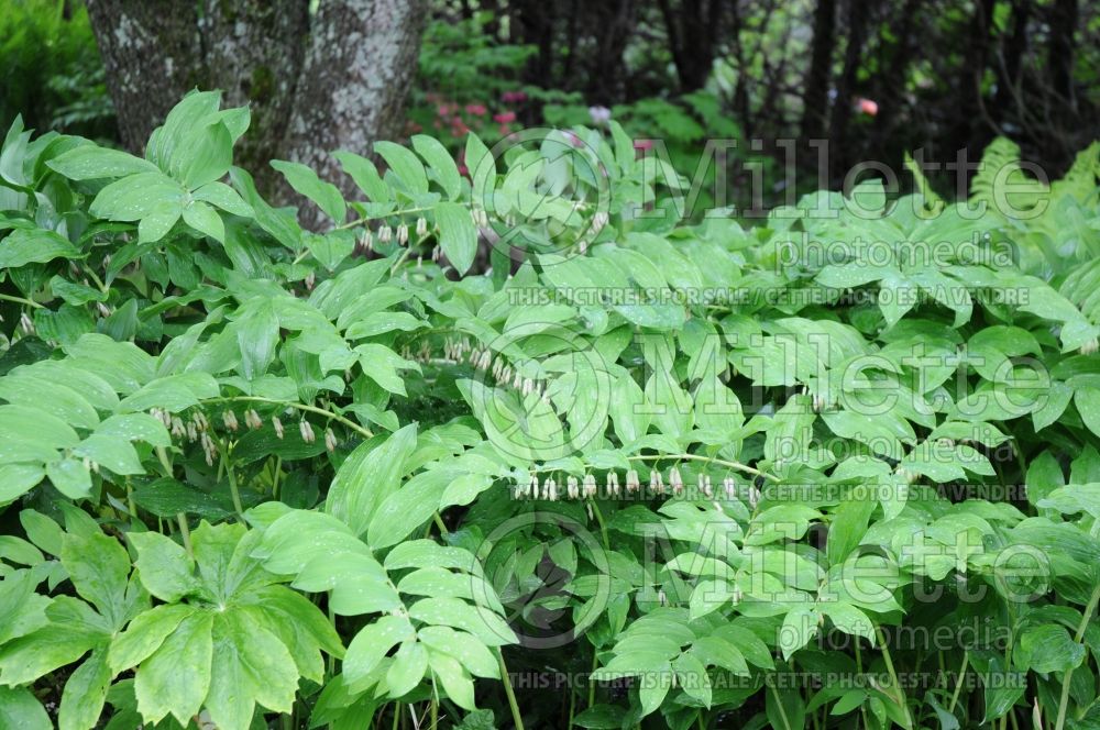 Polygonatum multiflorum (Solomon's Seal) 9 