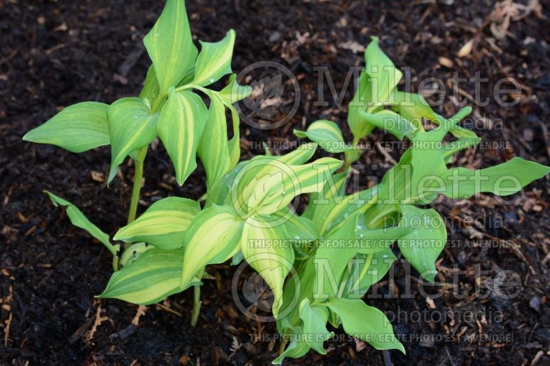 Polygonatum Dai koga (Solomon's Seal) 1 