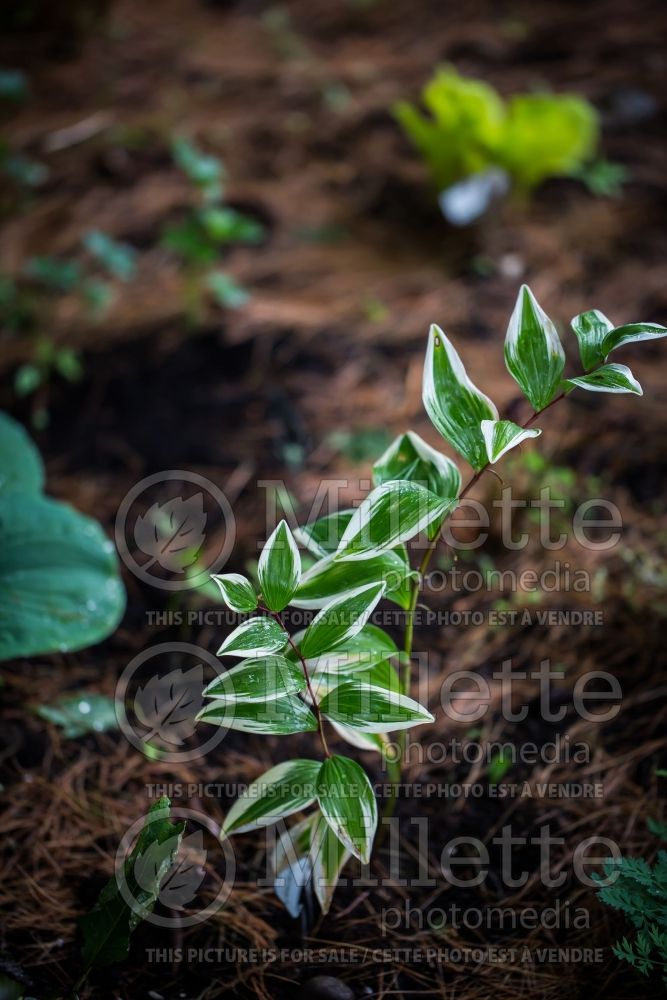 Polygonatum Double Stuff (Solomon's Seal) 1 