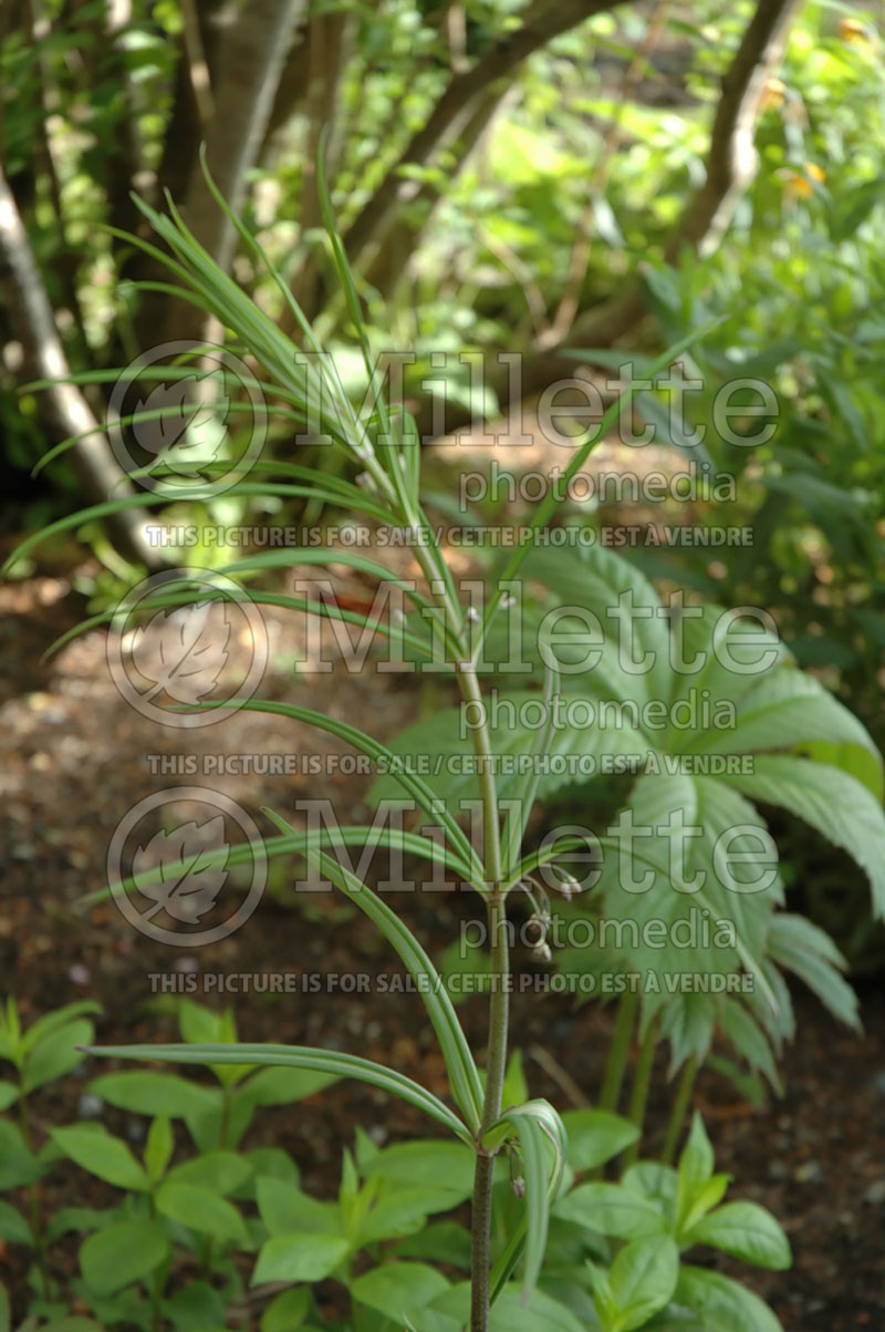 Polygonatum verticillatum (Solomon's Seal) 1 