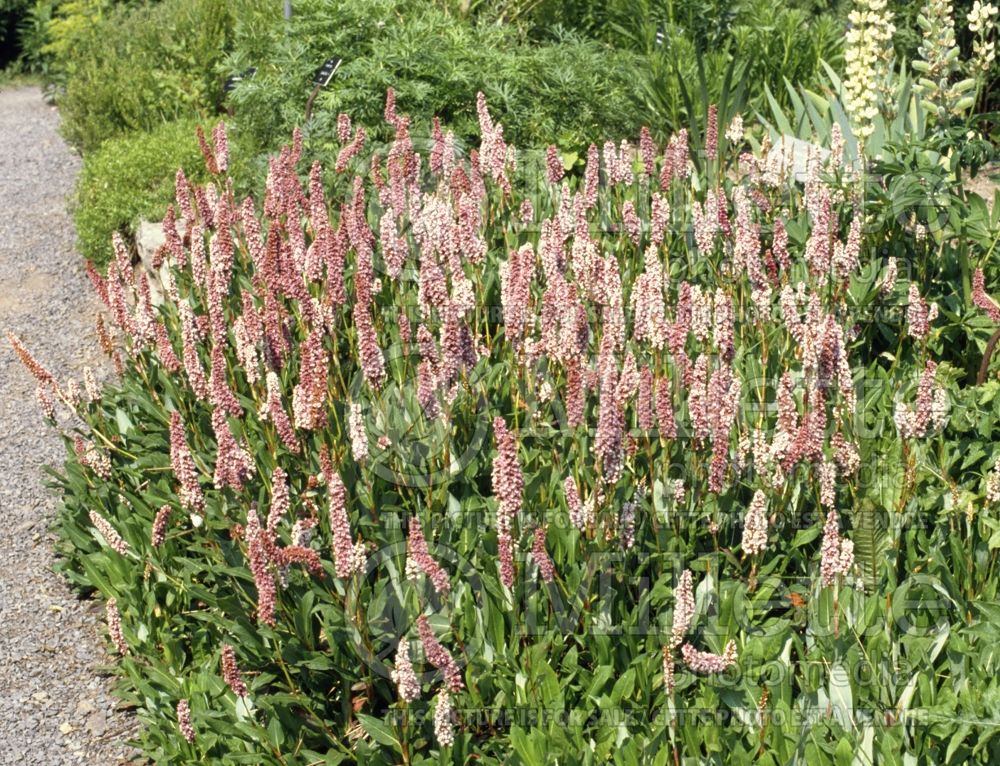 Polygonum affine (Persicaria Buckwheat Knotweed) 5 