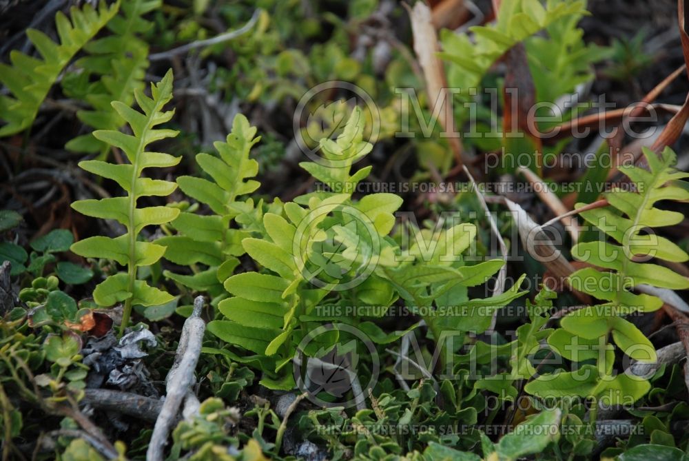 Polypodium scouleri (Licorice Fern) 2 