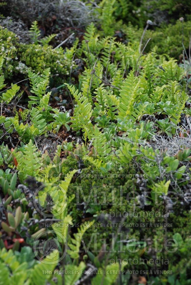 Polypodium scouleri (Licorice Fern) 3 