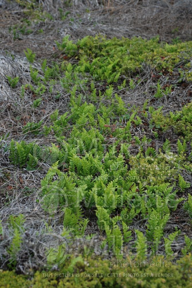 Polypodium scouleri (Licorice Fern) 4 