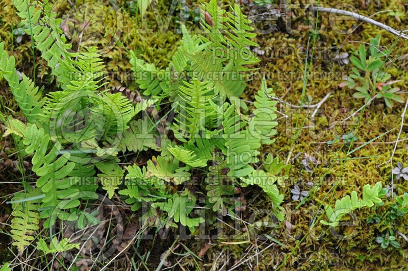 Polypodium virginianum (Polypody Rock cap fern) 1 