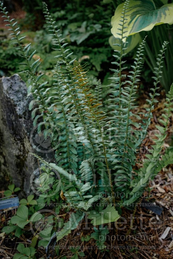 Polystichum acrostichoides (Christmas fern) 5 