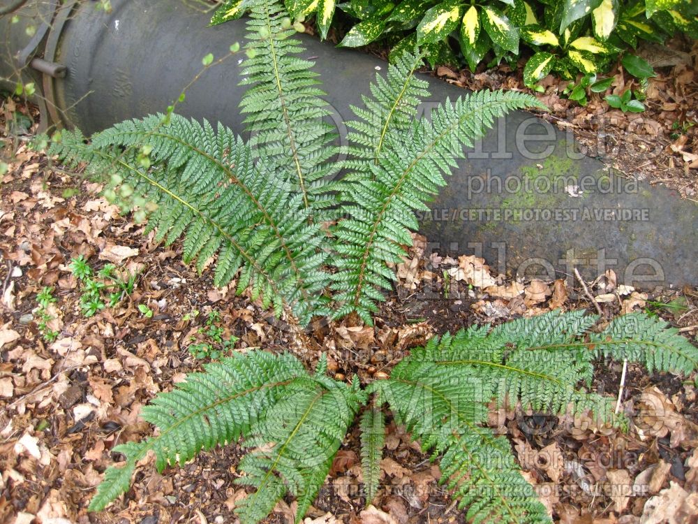 Polystichum neolobatum (Asian saber fern) 2 