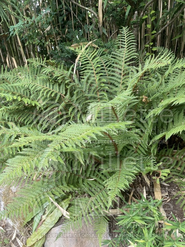 Polystichum Congestum (Soft Shield Fern) 1 