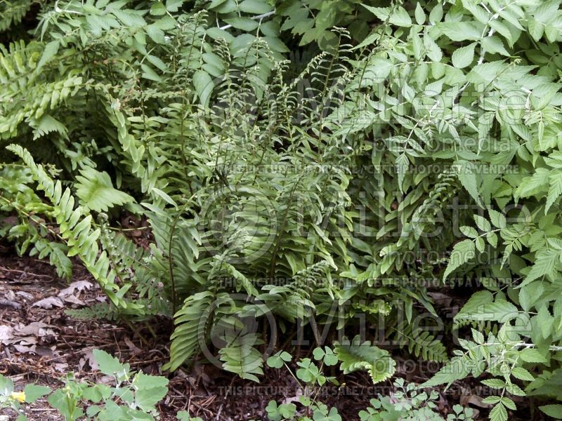 Polystichum acrostichoides (Christmas fern) 4 