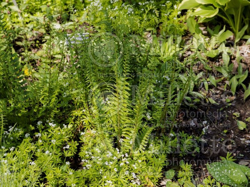 Polystichum acrostichoides (Christmas fern) 3 