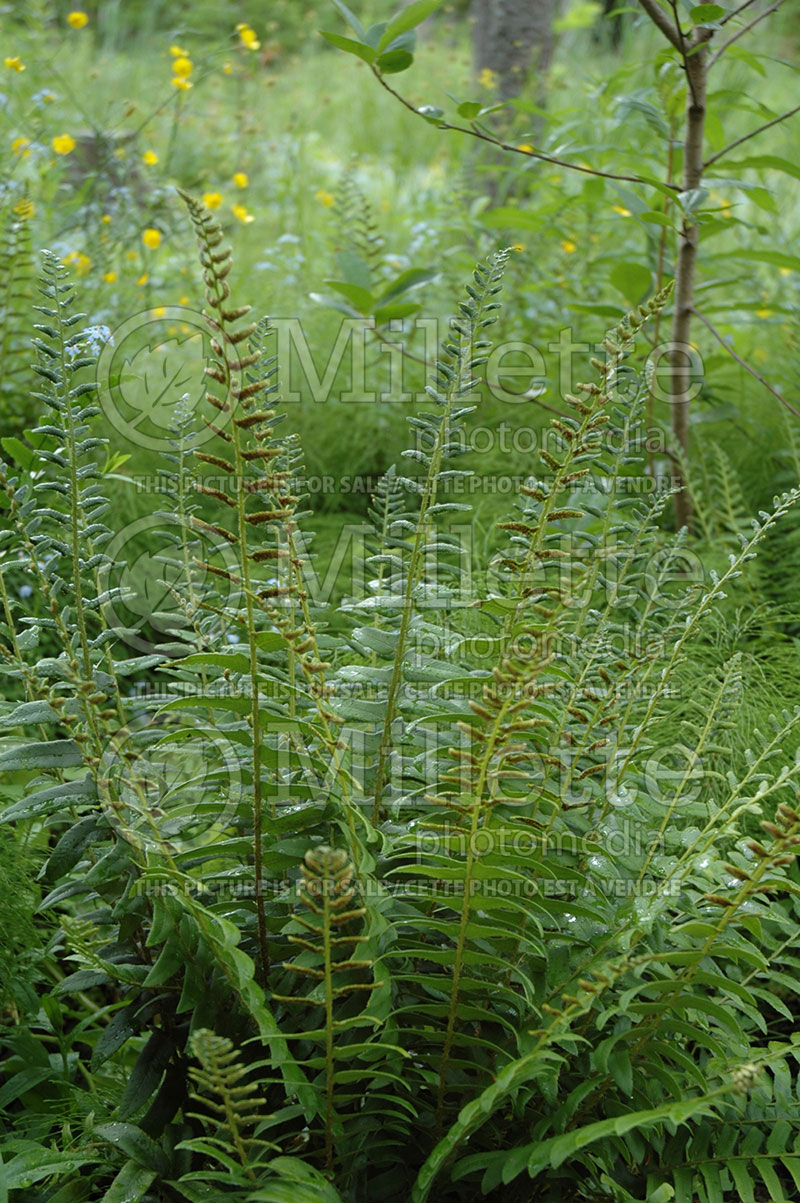 Polystichum acrostichoides (Christmas fern)  1