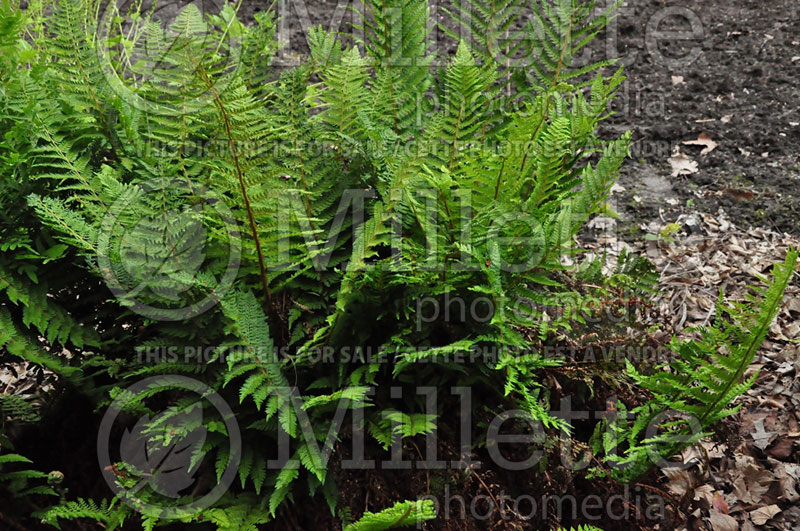 Polystichum aculeatum (Hard shield Fern) 1 