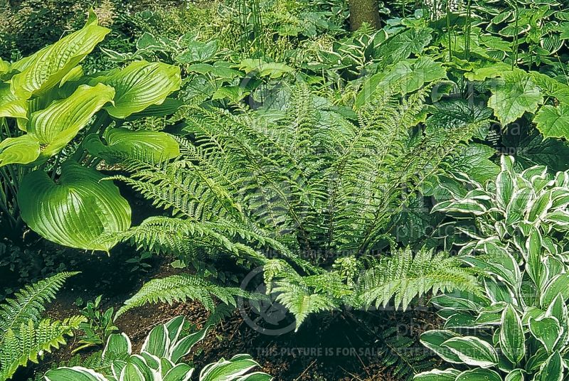 Polystichum braunii (Holly Fern) 1 