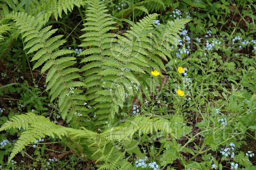 Polystichum braunii (Holly Fern) 4 