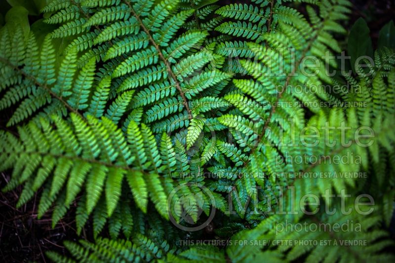 Polystichum dycei (Dyce's holly fern - fougère) 1 