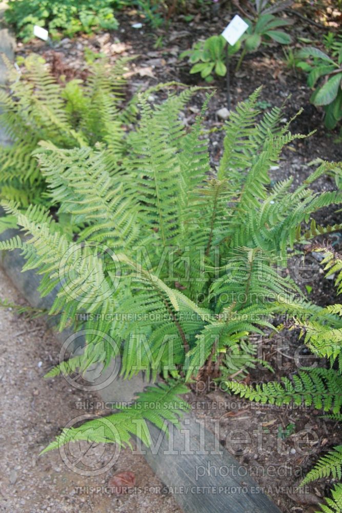 Polystichum makinoi (Fern) 1 