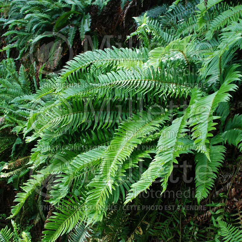 Polystichum munitum (Western sword fern) 1 