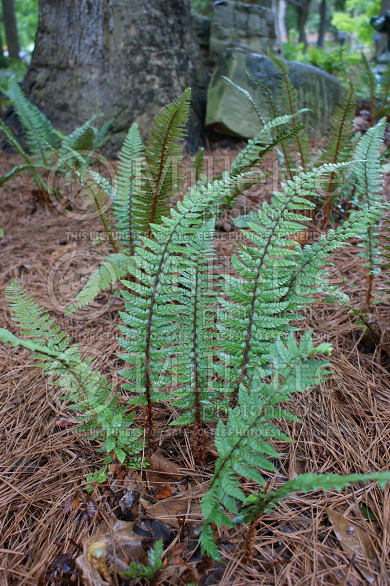 Polystichum neolobatum (Asian saber fern) 1 