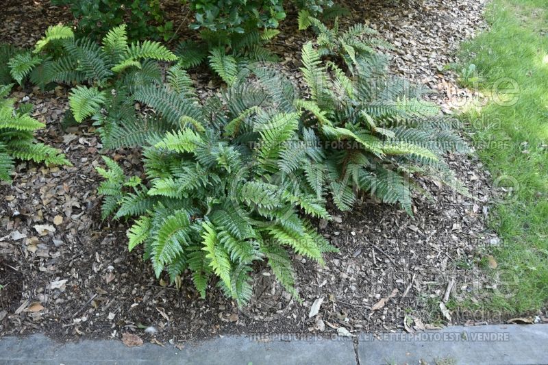 Polystichum aka polyblepharum setosum (Tassel Fern) 2 