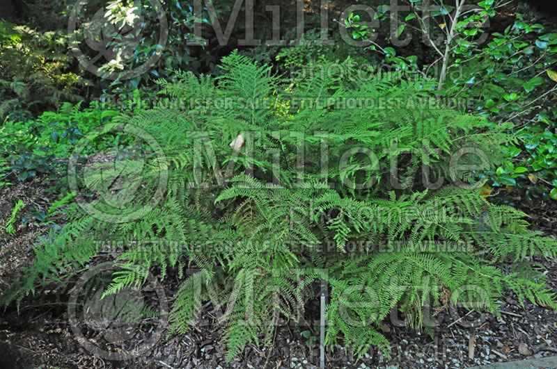 Polystichum rigens (Tassel Fern) 1 