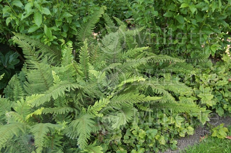 Polystichum setiferum (Soft Shield Fern) 3 