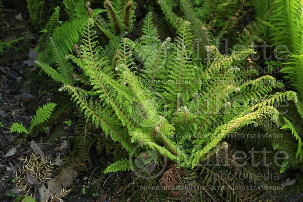 Polystichum setiferum (Soft Shield Fern) 4 