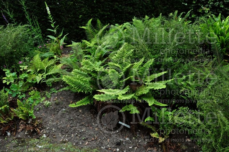 Polystichum Divisilobum (Soft Shield Fern) 1 