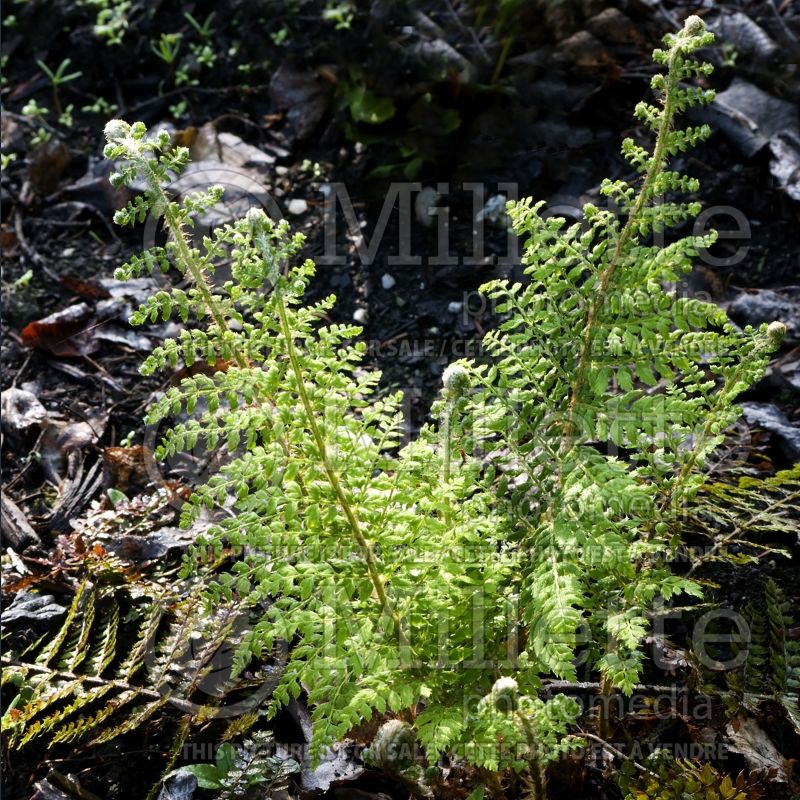 Polystichum Herrenhausen (Soft Shield Fern - fougère) 3