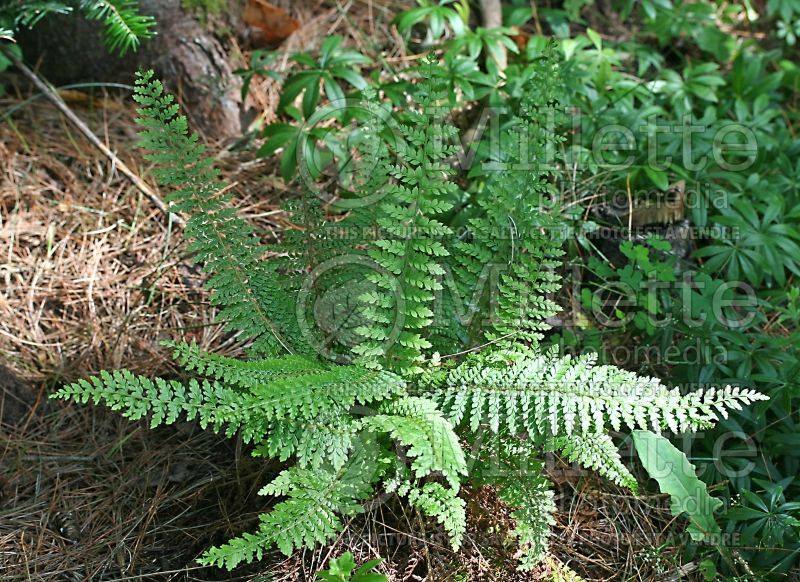 Polystichum Herrenhausen (Soft Shield Fern - fougère) 4 