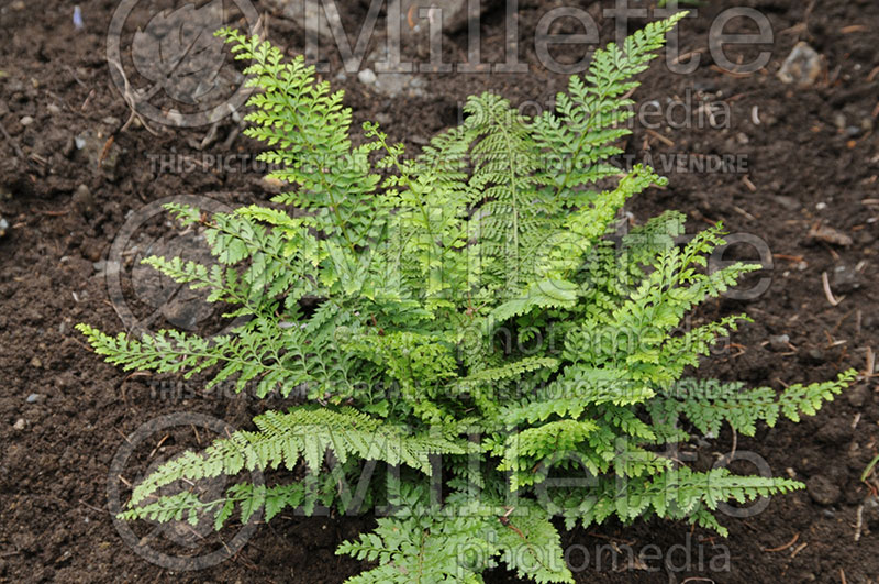 Polystichum Herrenhausen (Soft Shield Fern - fougère) 1