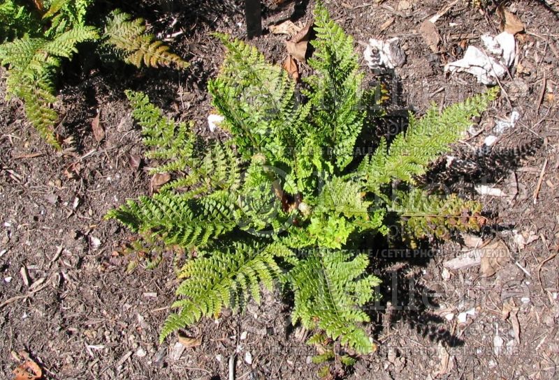 Polystichum setiferum (Soft Shield Fern) 1 