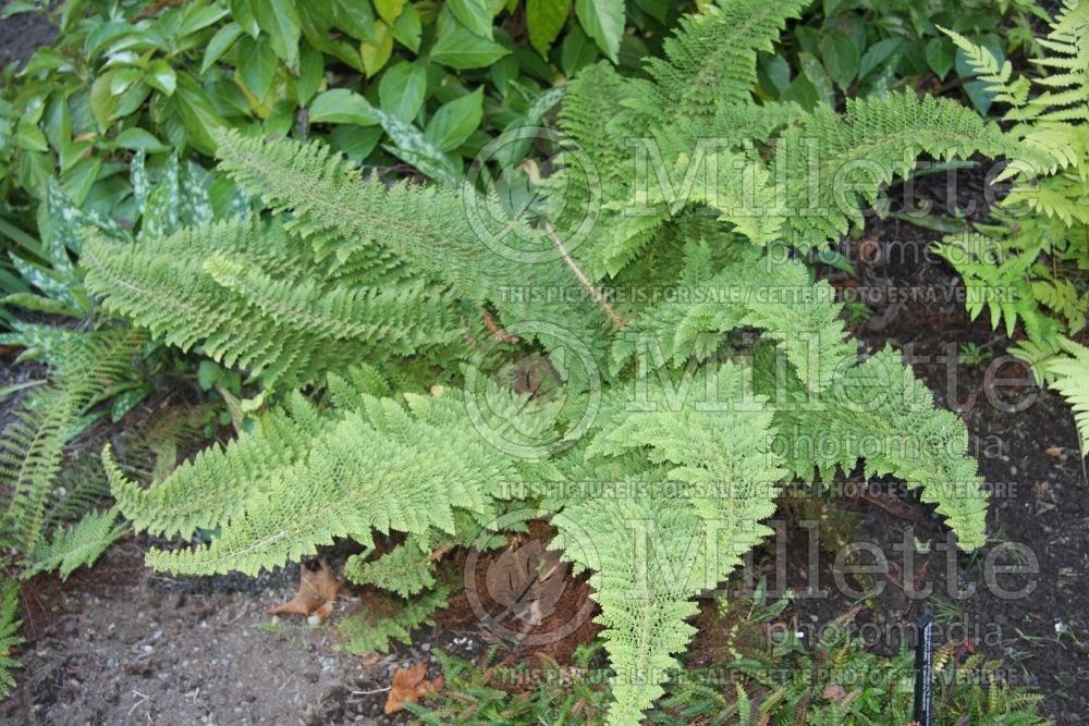 Polystichum Plumosomultilobum or Plumosum Densum (Shield fern) 2 