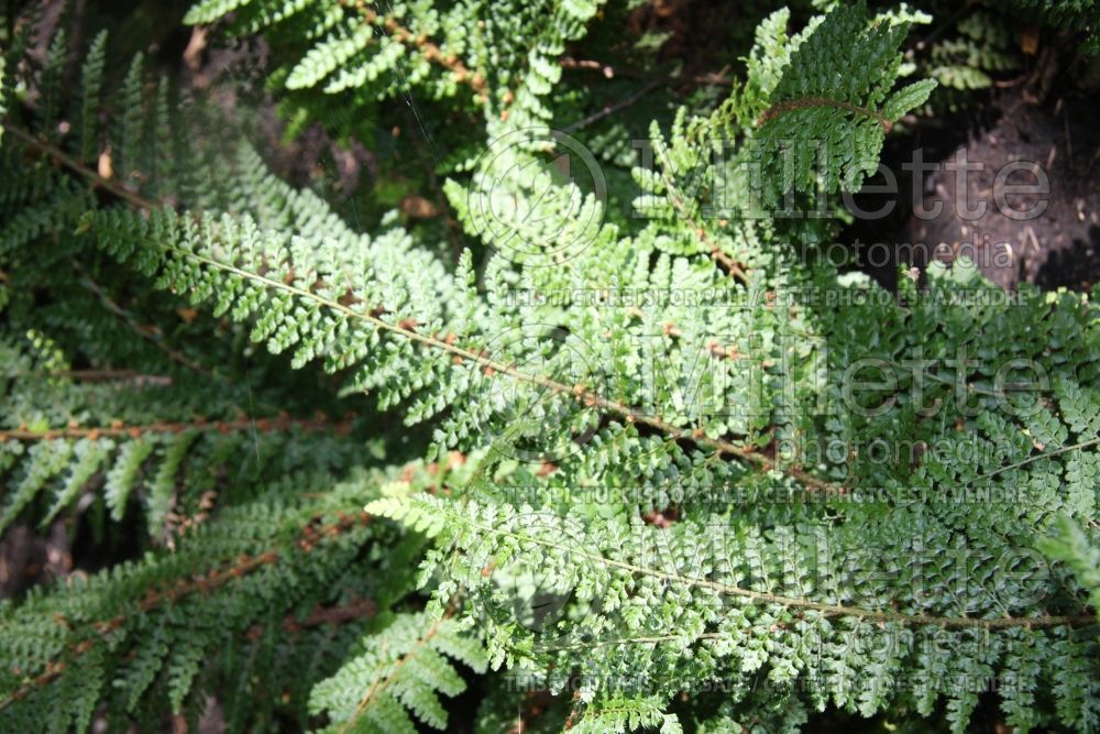 Polystichum Plumosomultilobum or Plumosum Densum (Shield fern) 1 