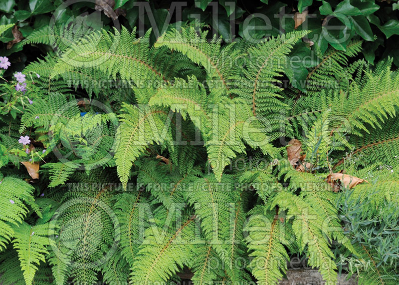 Polystichum Proliferum or Polystichum angulare (Soft Shield Fern) 1 