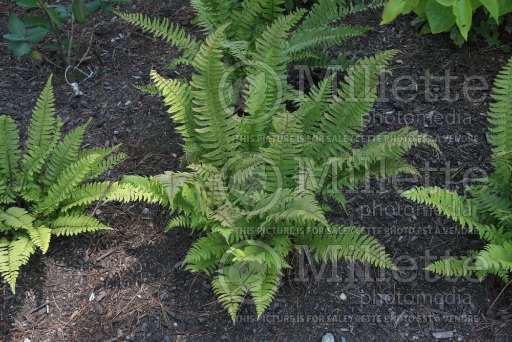 Polystichum tripteron (Trifid holly fern) 1 