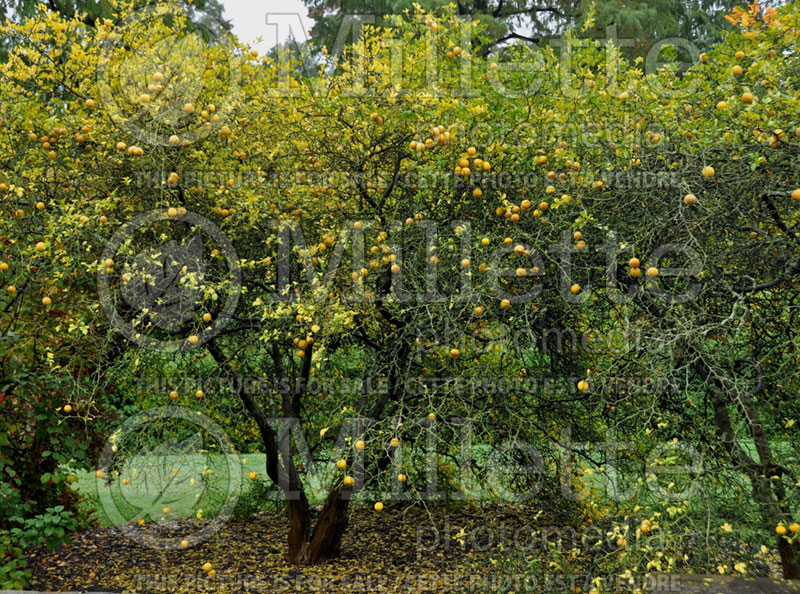 Poncirus aka Citrus trifoliata (Trifoliate Orange) 1 