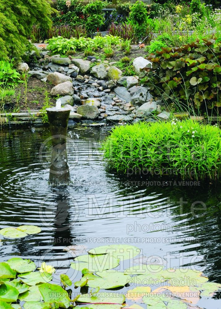 Pond - Scene with a fountain - pond 1