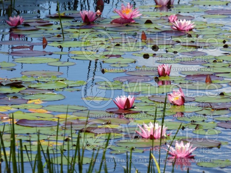 Pond with nymphaea - water lilies - pond 1