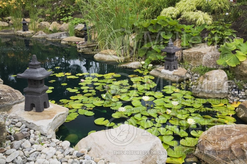 Pond with pagodas and pink, white and yellow Nymphaea - Typha latifolia and bordered by Petasites japonicus 2
