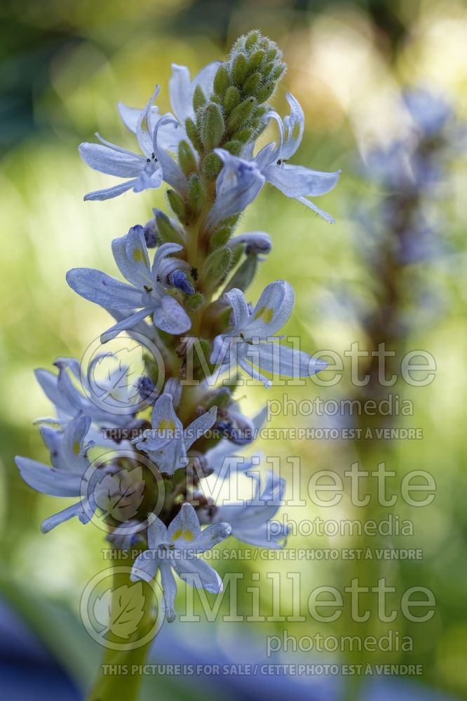 Pontederia cordata (Pickerel weed) 3 