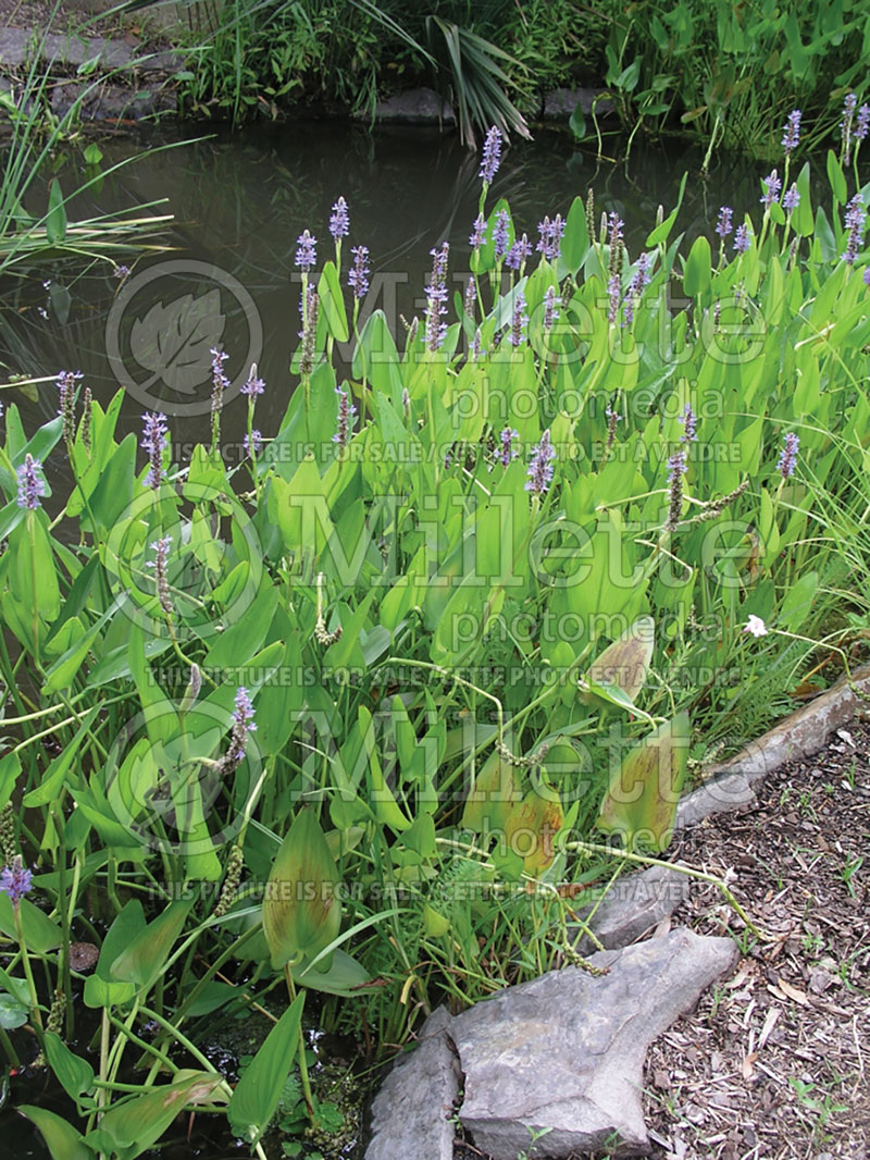 Pontederia cordata (Pickerel weed) 1 