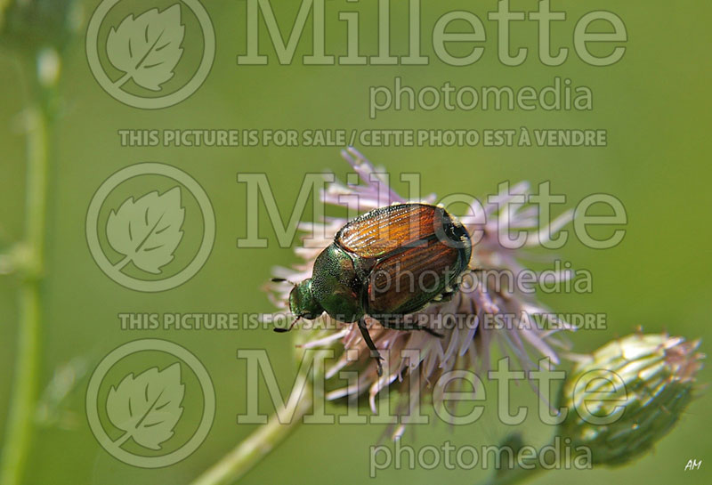 Popillia japonica - Japanese beetle (Damages) (Insect) 10  