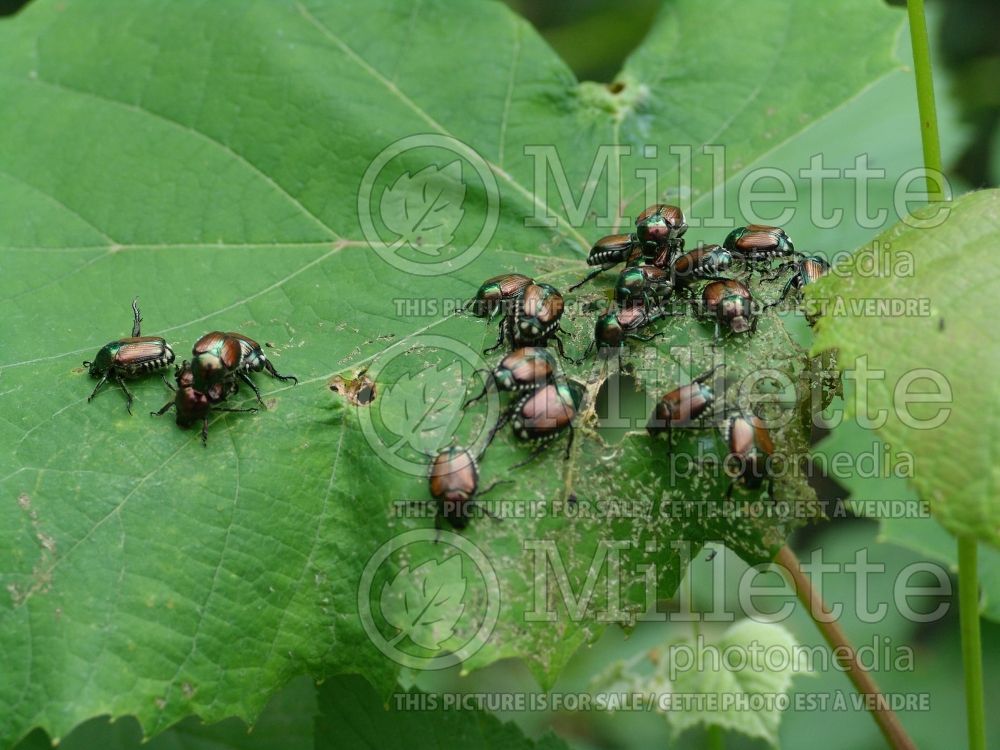 Popillia japonica - Japanese beetle (Damages) (Insect) 11  