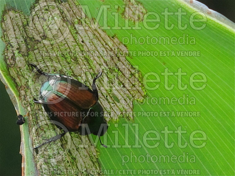 Popillia japonica - Japanese beetle (Damages) (Insect) 5  