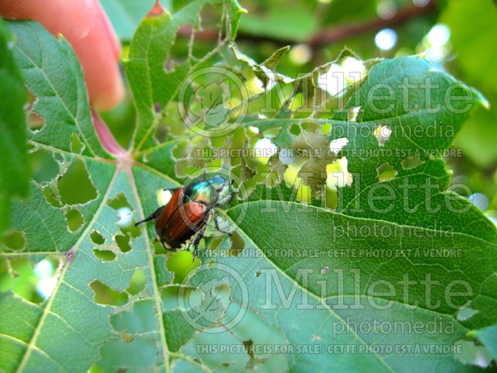 Popillia japonica - Japanese beetle (Damages) (Insect) 6  