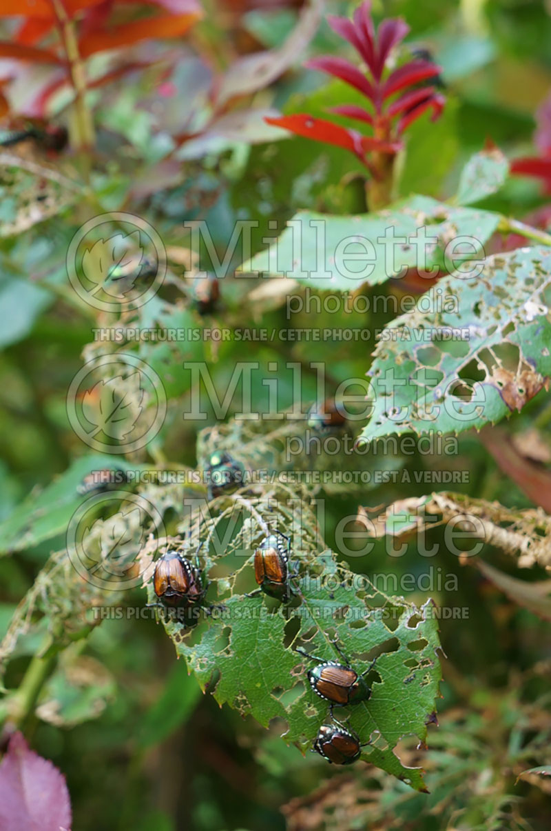 Popillia japonica - Japanese beetle (Damages) (Insect) 8  