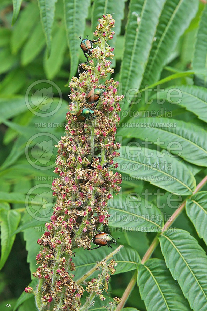 Popillia japonica - Japanese beetle (Damages) (Insect) 7  