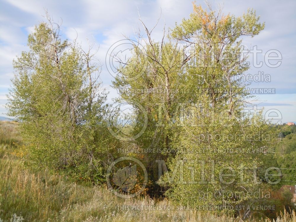 Populus angustifolia (narrowleaf cottonwood) 1 
